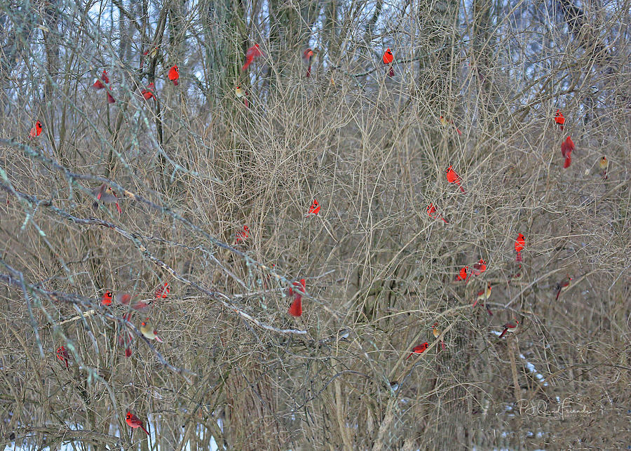 Cardinals Galore #34 Photograph by PJQandFriends Photography