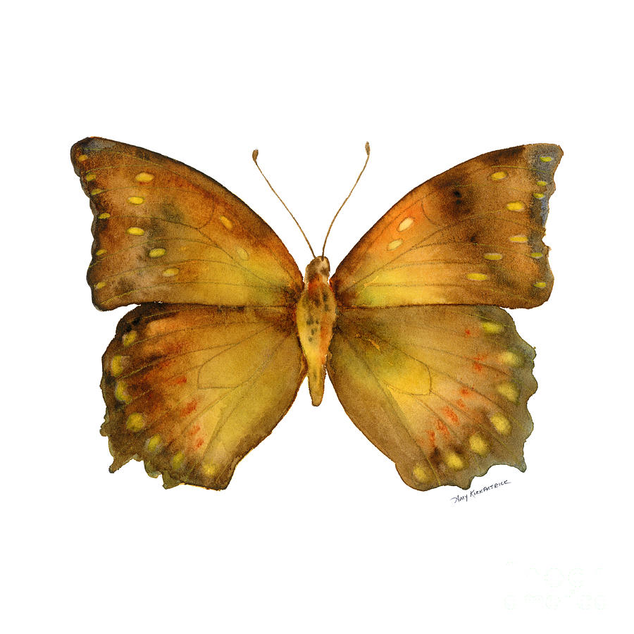 Butterfly Painting - 34 Charaxes Butterfly by Amy Kirkpatrick