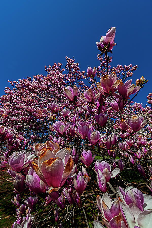 Magnolia Trees Photograph