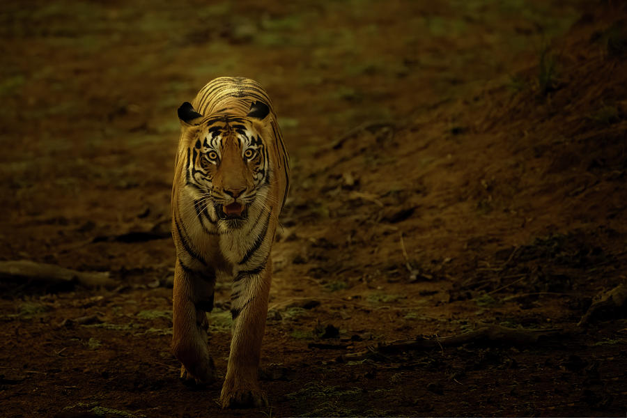 Tiger of Tadoba #34 Photograph by Kiran Joshi