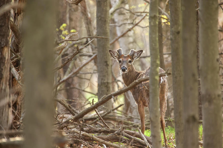 Whitetail Buck #34 Photograph by Brook Burling