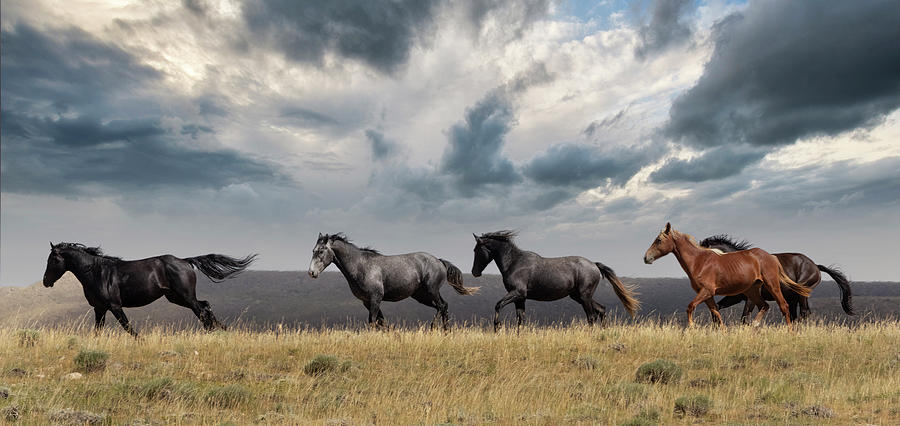 Wild Horses #34 Photograph by Laura Terriere