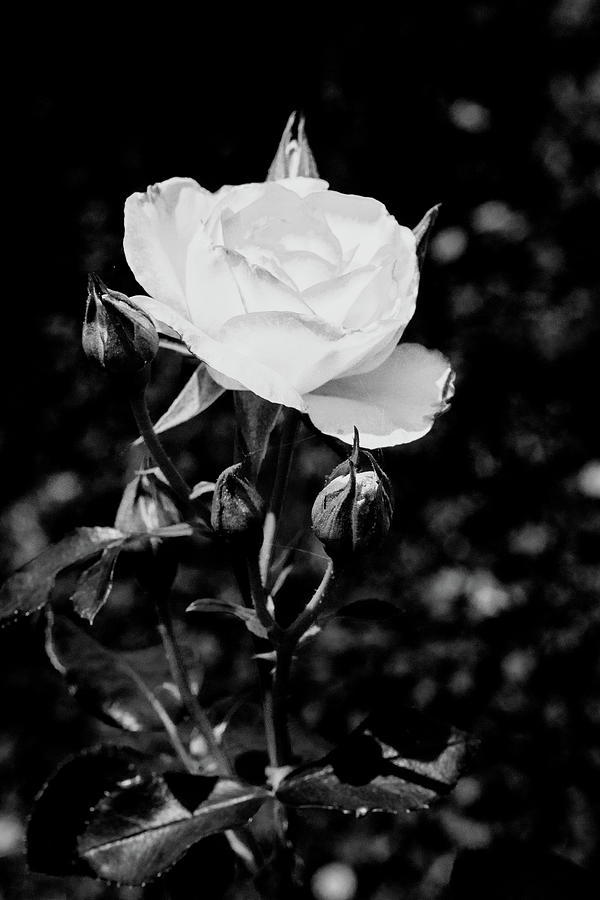 34.2024-1 Nicole Carol Miller Rose Black and White #342024 Photograph by M K Miller