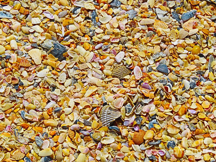 3454 - Seashells on Beach St Augustine Florida Photograph by Deborah ...