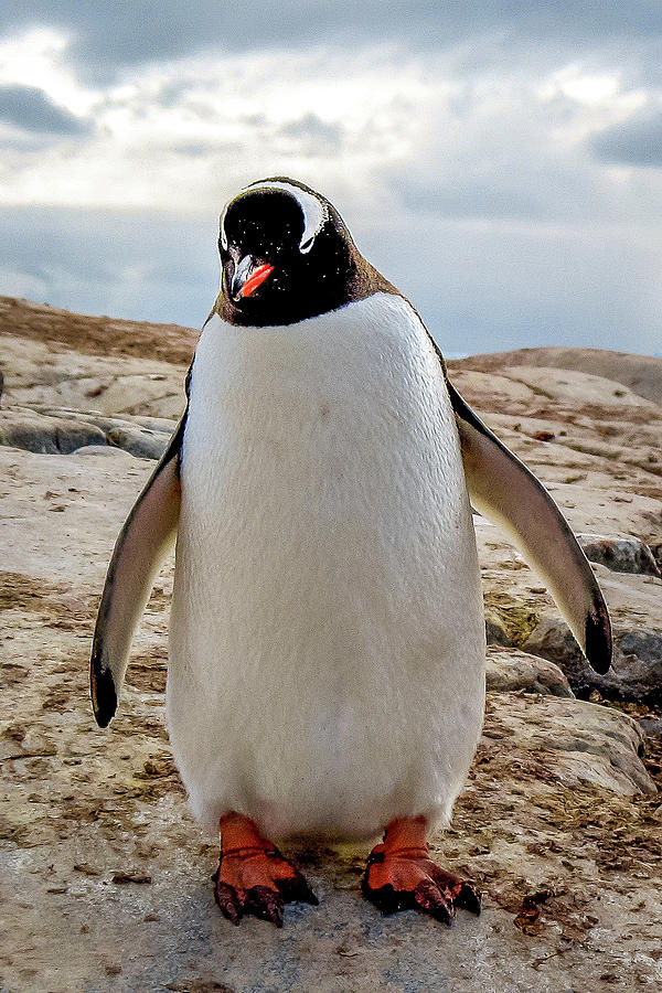 Antarctica #35 Photograph by Paul James Bannerman