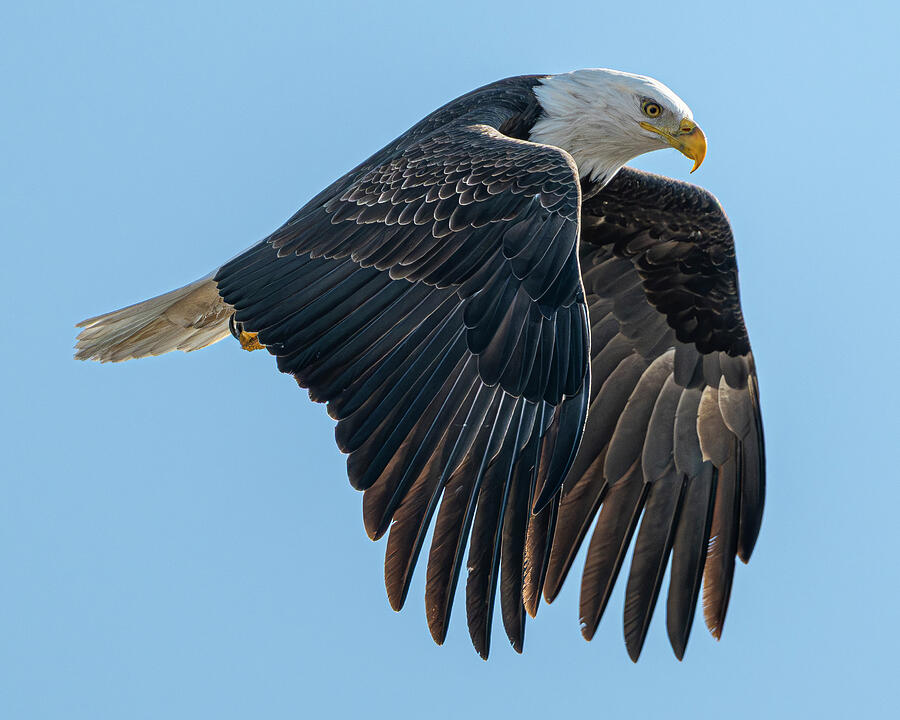 Bald Eagle #35 Photograph by Alan Moore Bald Eagle #35 Photograph by Alan Moore