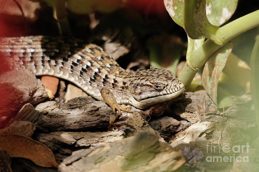 Lizard #35 Photograph by Marc Bittan