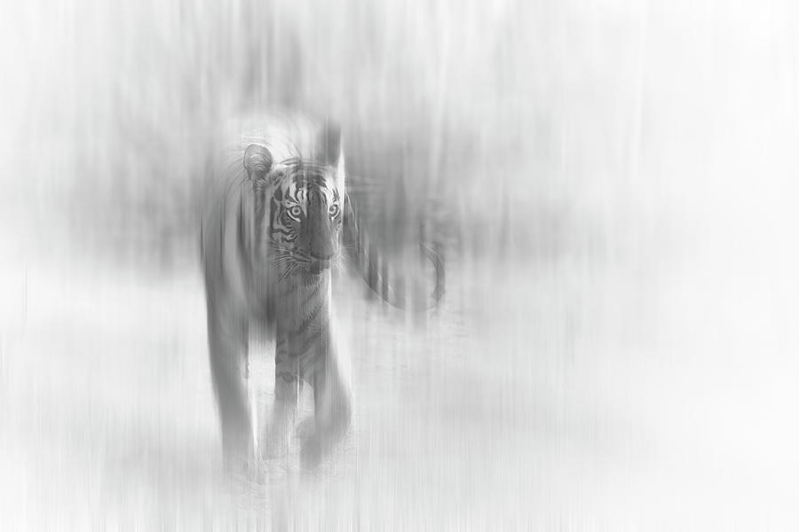 Tiger of Tadoba #35 Photograph by Kiran Joshi