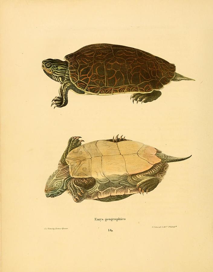 Vintage Turtle and Tortoise illustrations Mixed Media by Beautiful ...