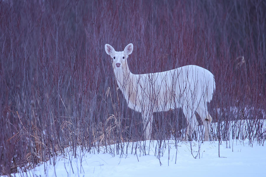 White Deer #35 Photograph by Brook Burling