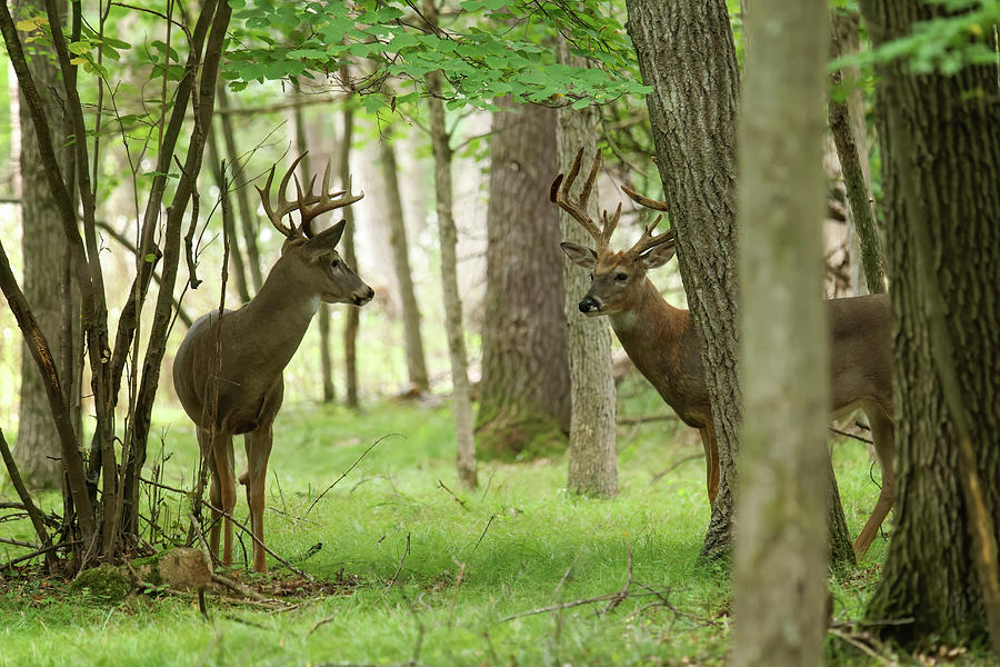 Whitetail Deer #35 Photograph by Brook Burling