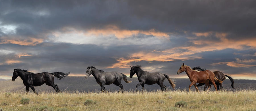 Wyoming Wild Photograph by Laura Terriere