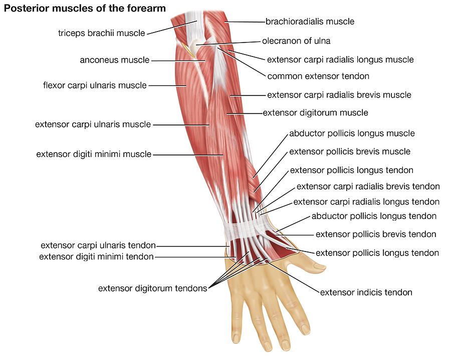 3516599 Muscles of Human Forearm. Photograph by Encyclopaedia ...