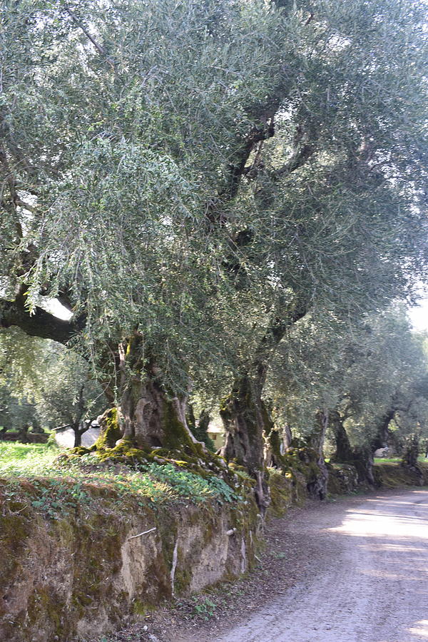 Olive Trees Greece Photograph
