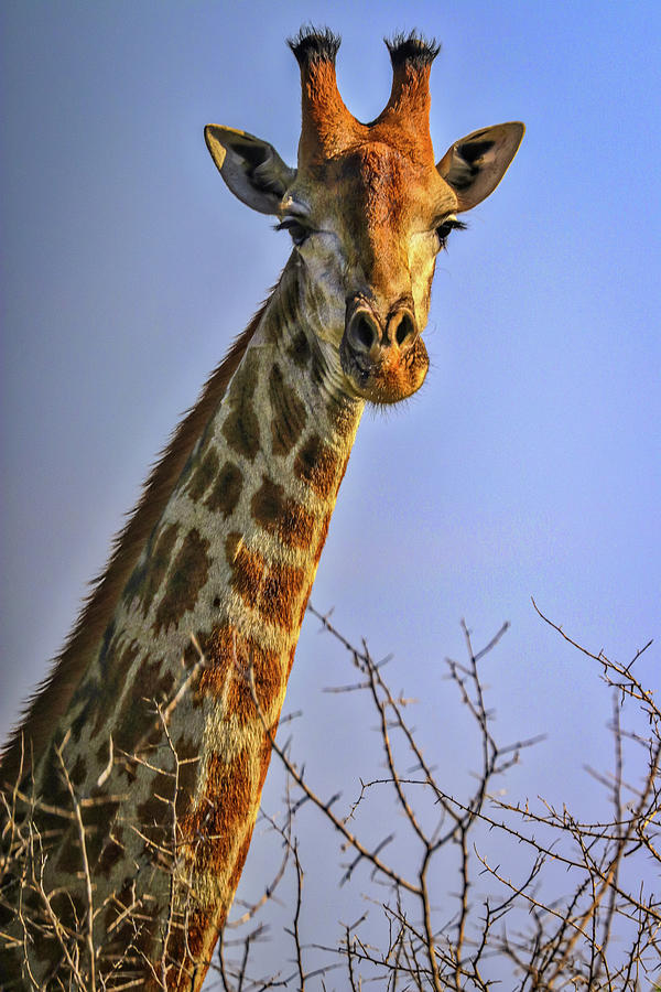 Kruger National Park South Africa #36 Photograph by Paul James Bannerman