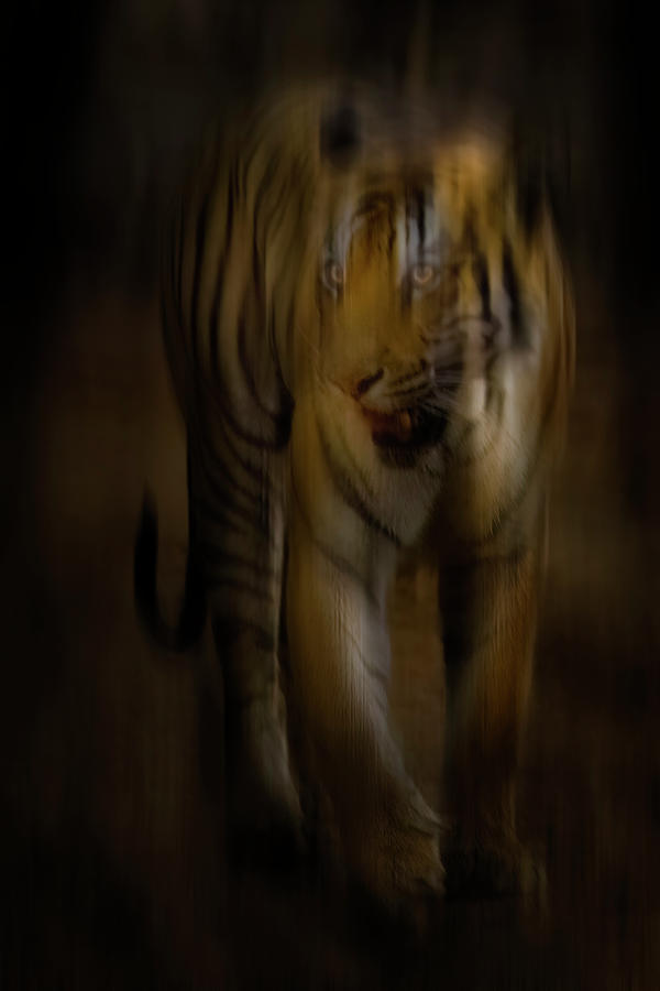 Tiger of Tadoba #36 Photograph by Kiran Joshi