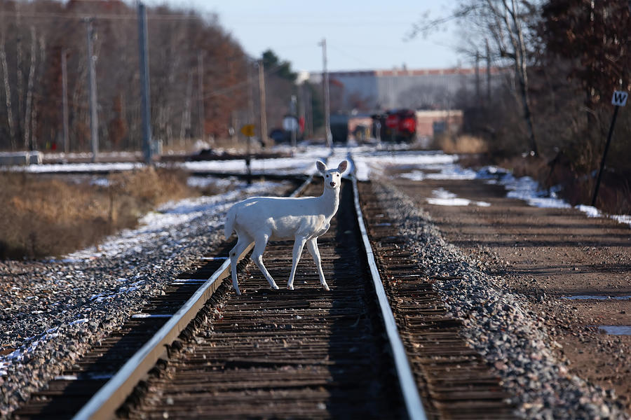 White Deer #36 Photograph by Brook Burling