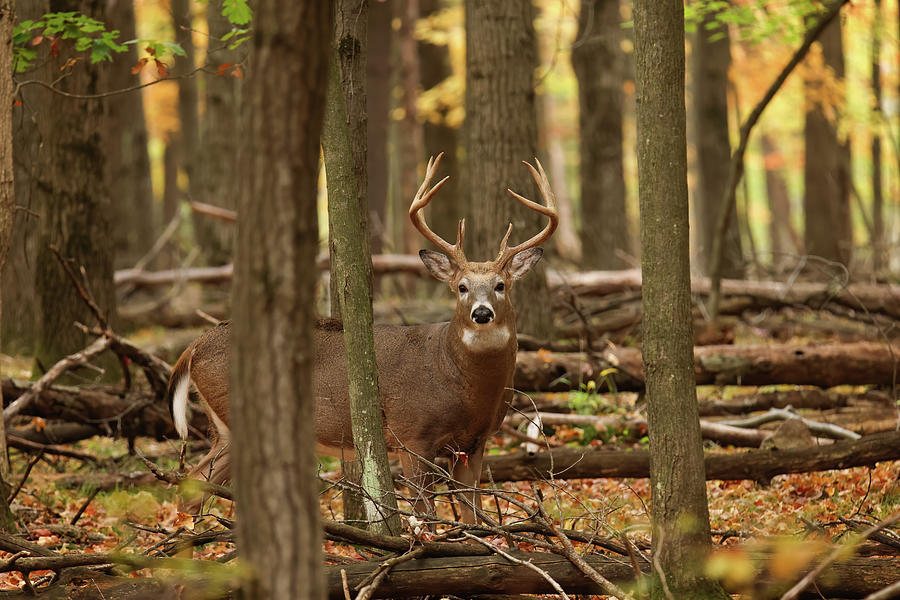 Whitetail Deer #36 Photograph by Brook Burling