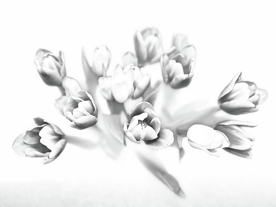3629 Tulip Bouquet BW Photograph by Vicki Hone Smith 3629 Tulip Bouquet BW Photograph by Vicki Hone Smith
