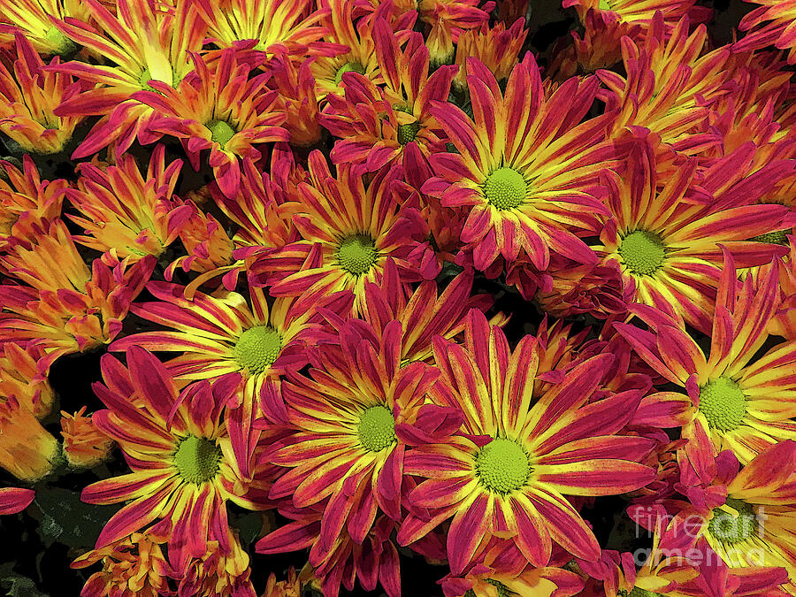 3660 Pelee Mum Digital Art by Deborah Carpenter Fine Art America