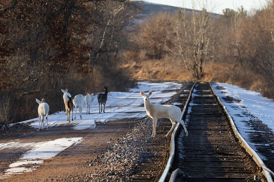 White Deer #37 Photograph by Brook Burling