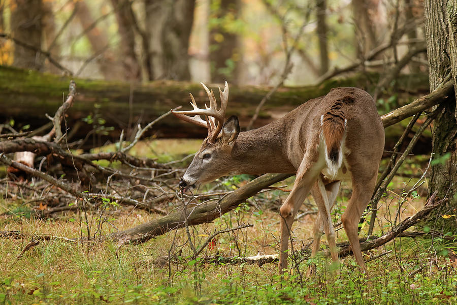 Whitetail Deer #37 Photograph by Brook Burling
