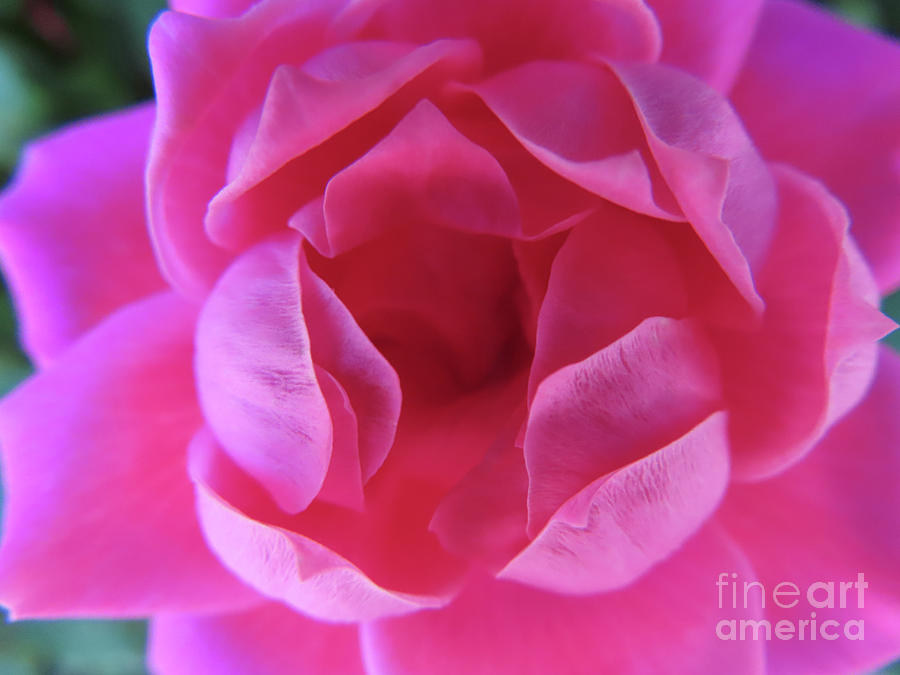 371 - Rose Photograph by Deborah Carpenter - Fine Art America