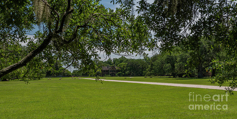 Heading Home - Middleton Place Photograph