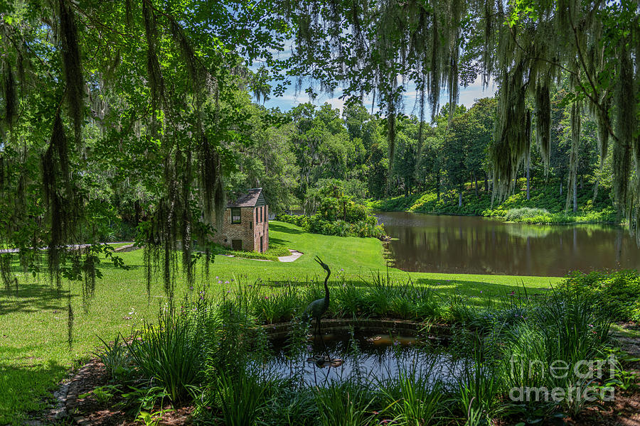 American Gardens And Grounds - Middleton Place - Charleston Photograph
