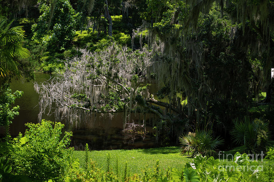 Plantation Gardens And Grounds - Spanish Moss - Charleston South Carolina Photograph