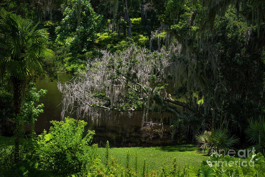 Middleton Grounds And Gardens - Charleston - Lowcountry Spanish Moss Photograph