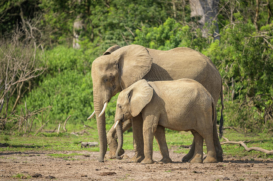 African bush elephants in Murchinson Falls National Park #38 Photograph ...