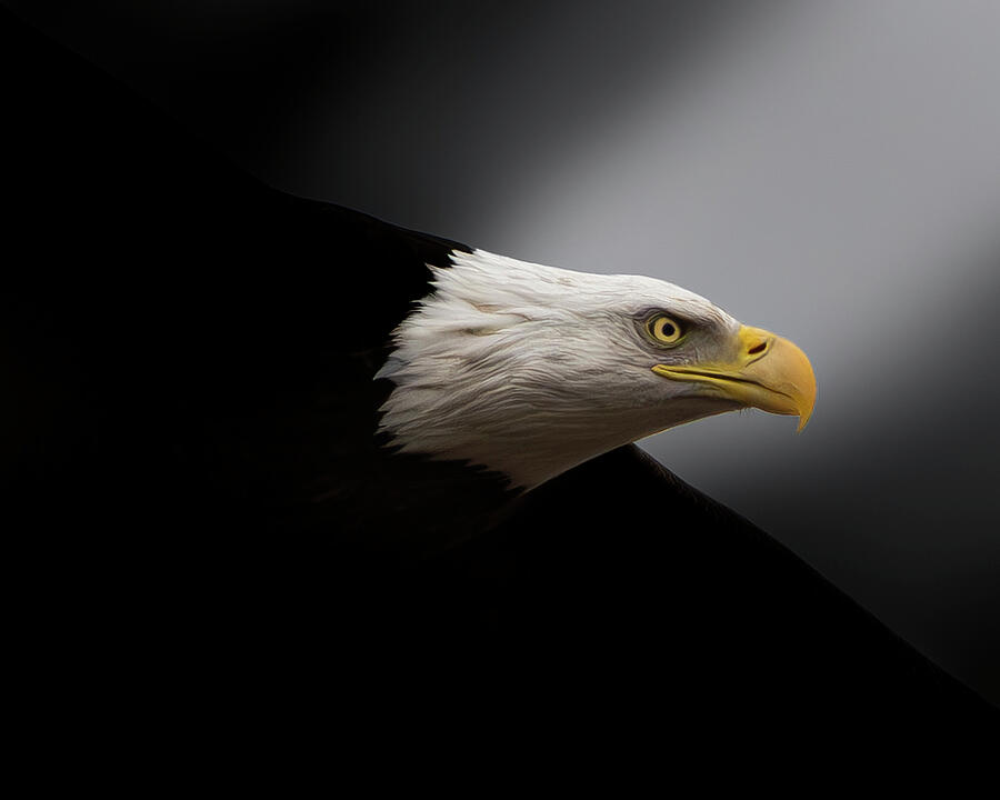 Bald Eagle #38 Photograph by Alan Moore Bald Eagle #38 Photograph by Alan Moore