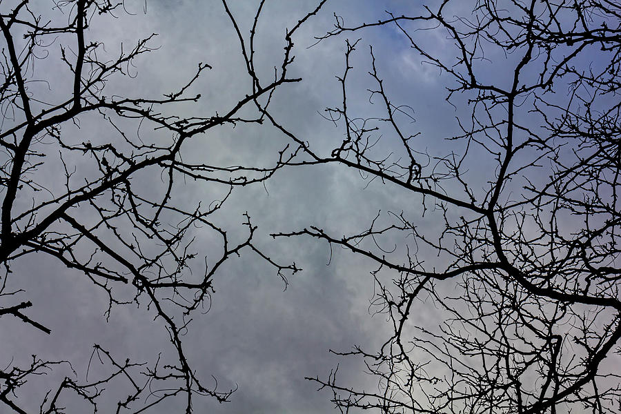 Branches and Clouds Photograph by Robert Ullmann - Fine Art America