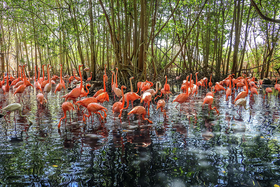 Flamingos Cartagena Colombia #38 Photograph by Paul James Bannerman