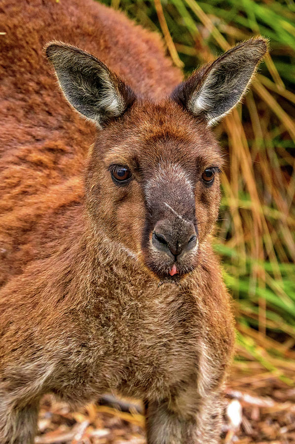 Kangaroo Island Australia #38 Photograph by Paul James Bannerman
