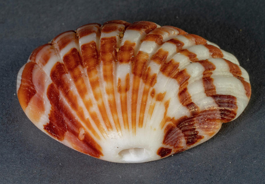 Sea Shells #38 Photograph by Tommy Farnsworth