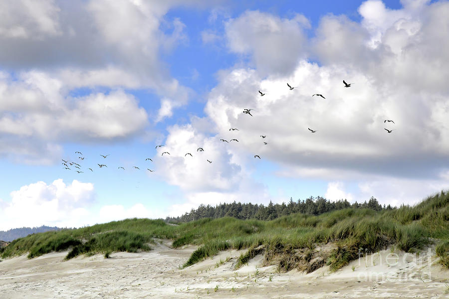 38 Seagulls Flying Photograph