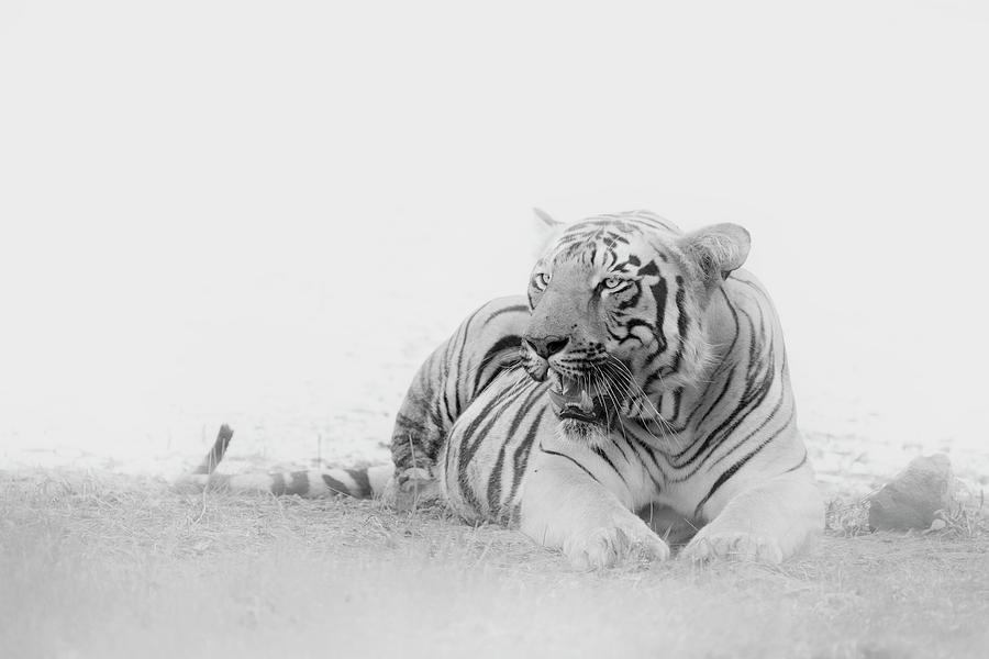 Tiger of Tadoba #38 Photograph by Kiran Joshi