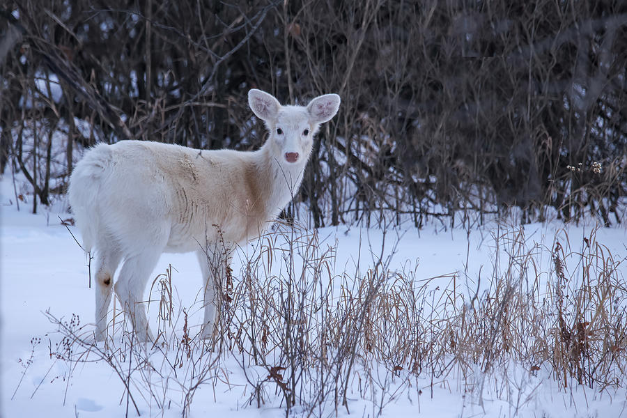 White Deer #38 Photograph by Brook Burling
