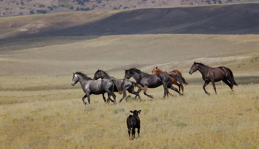 Wild Horses #38 Photograph by Laura Terriere