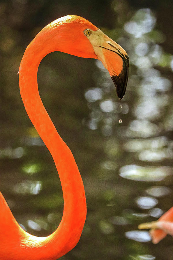 Flamingos Cartagena Colombia Photograph by Paul James Bannerman