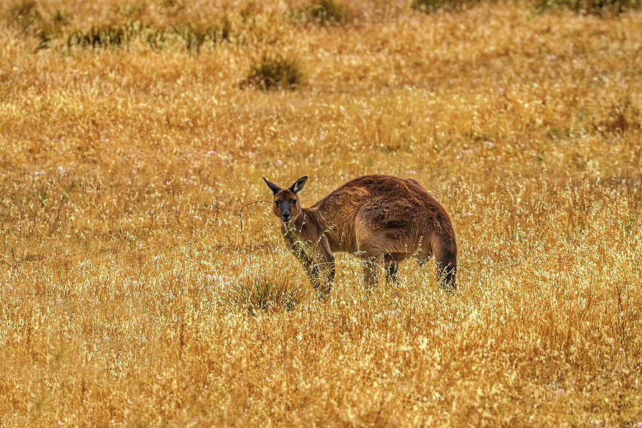 Kangaroo Island Australia #39 Photograph by Paul James Bannerman