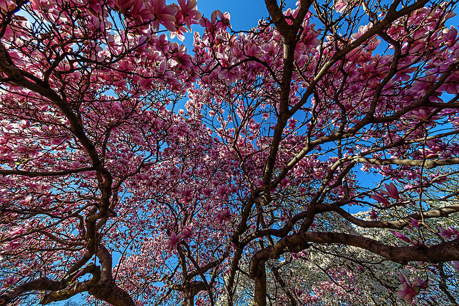 Magnolia Trees Photograph