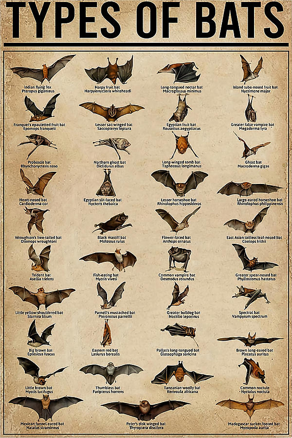 39 Types Of Bats Bat Types Knowledge Poster Painting by Walker Grant ...