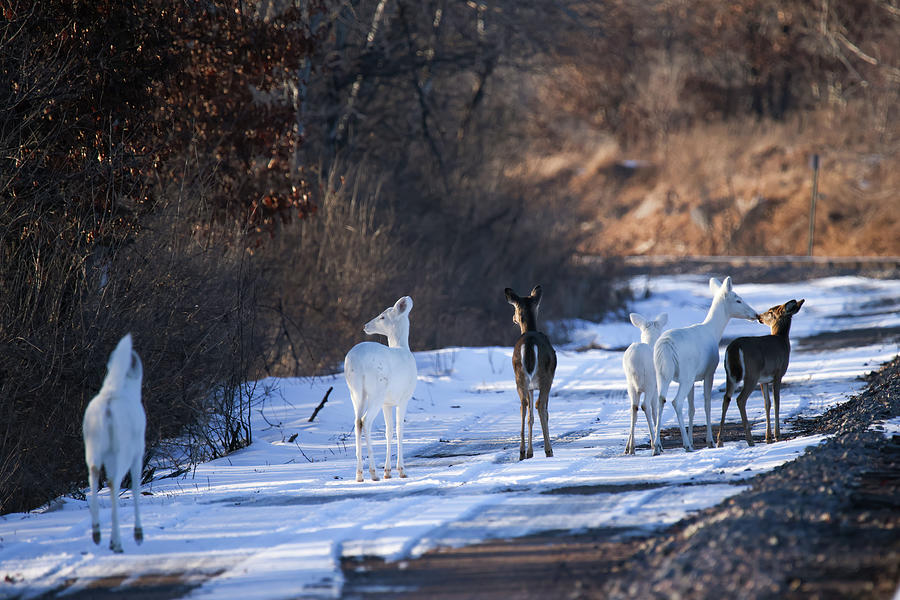 White Deer #39 Photograph by Brook Burling