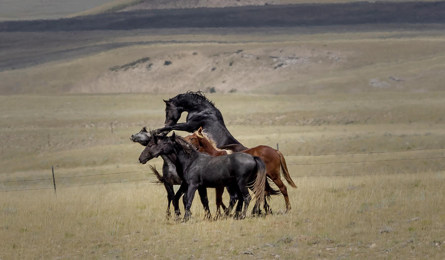 Wild Horses #39 Photograph by Laura Terriere
