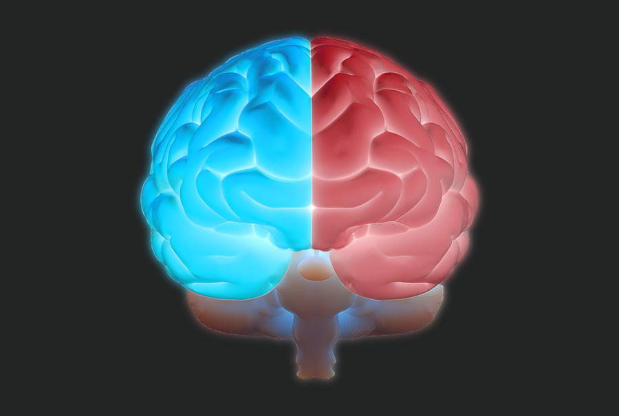 3D brain illustration with left and right function concept Photograph by Jolygon