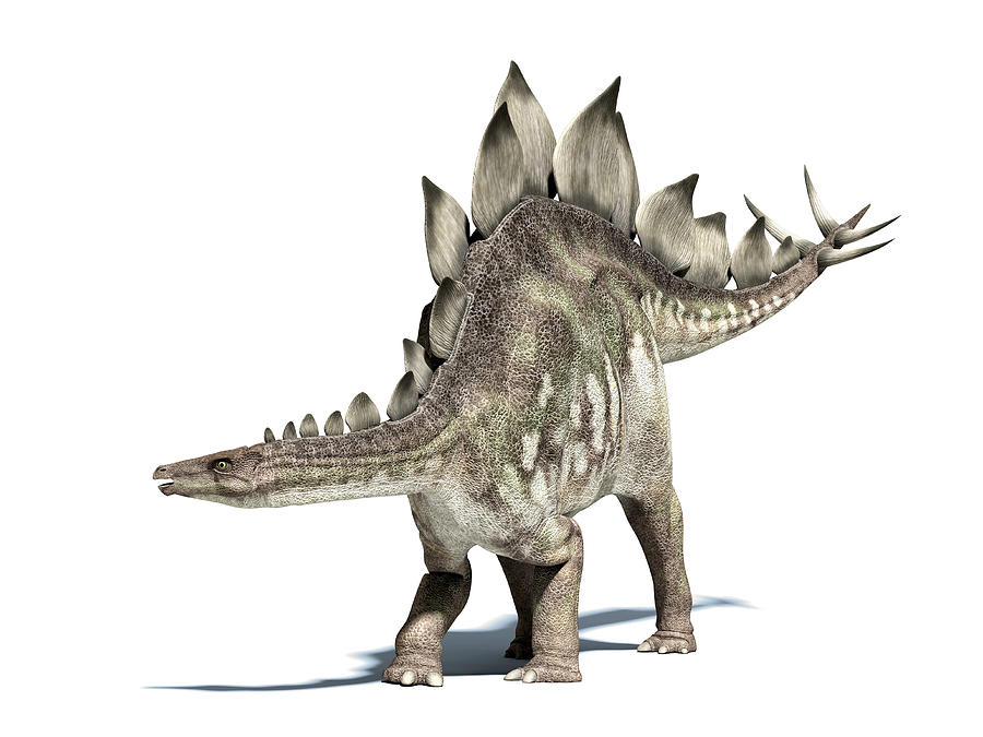3D rendering of a Stegosaurus dinosaur. Drawing by Leonello Calvetti/Stocktrek Images