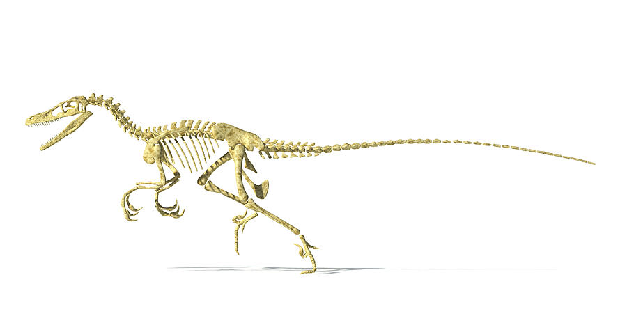 3D rendering of a Velociraptor dinosaur skeleton, side view. Drawing by Leonello Calvetti/Stocktrek Images